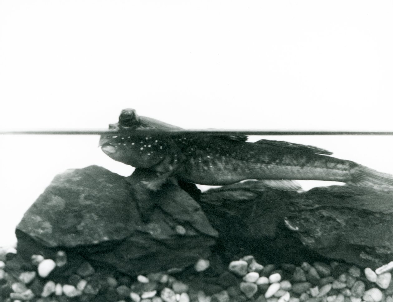 Un gobie, reposant sur des rochers submergés, avec ses yeux au-dessus de l