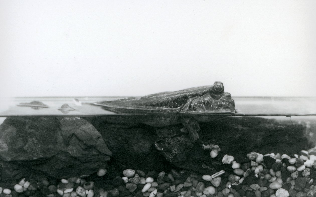 Un gobie, reposant sur des rochers submergés, avec la moitié supérieure de son corps au-dessus de l
