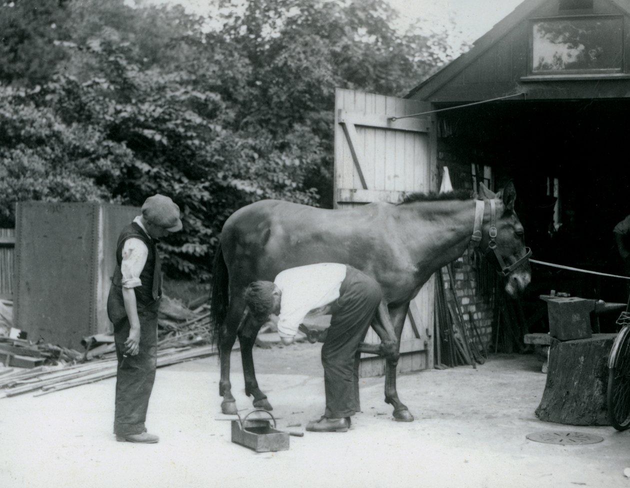 Un mulet ferré au Zoo de Londres en 1924 - Frederick William Bond