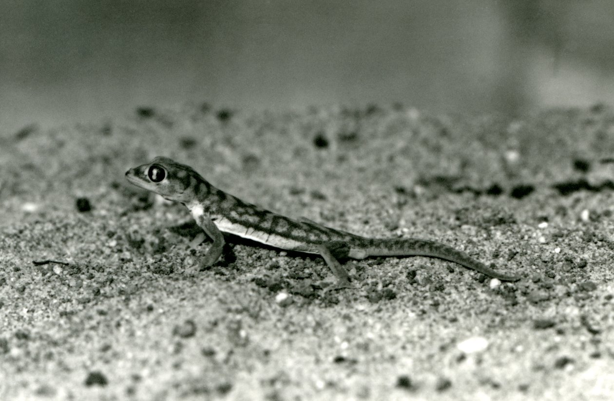 Un gecko des sables de Namib / Gecko à pattes palmées debout sur le sable, Zoo de Londres, septembre 1928 - Frederick William Bond