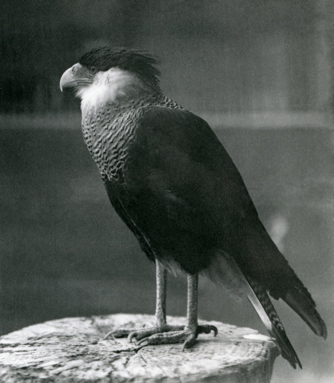 Un Caracara huppé du Nord au Zoo de Londres, avant 1930 - Frederick William Bond