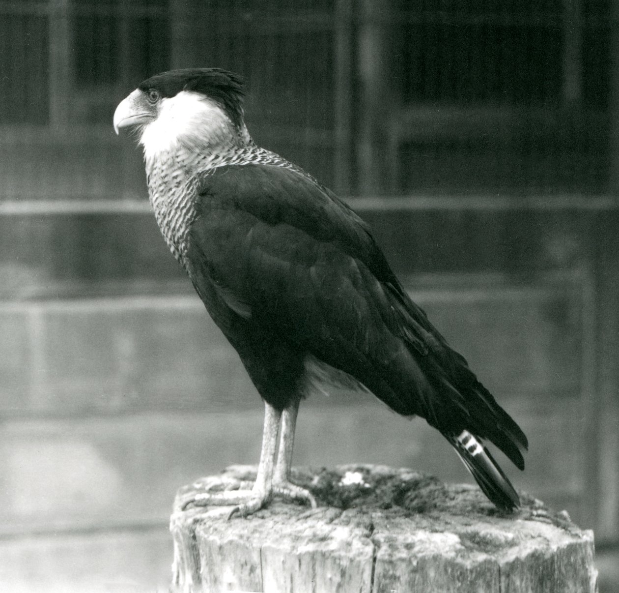 Un caracara huppé du Nord sur une bûche au Zoo de Londres, septembre 1925 - Frederick William Bond