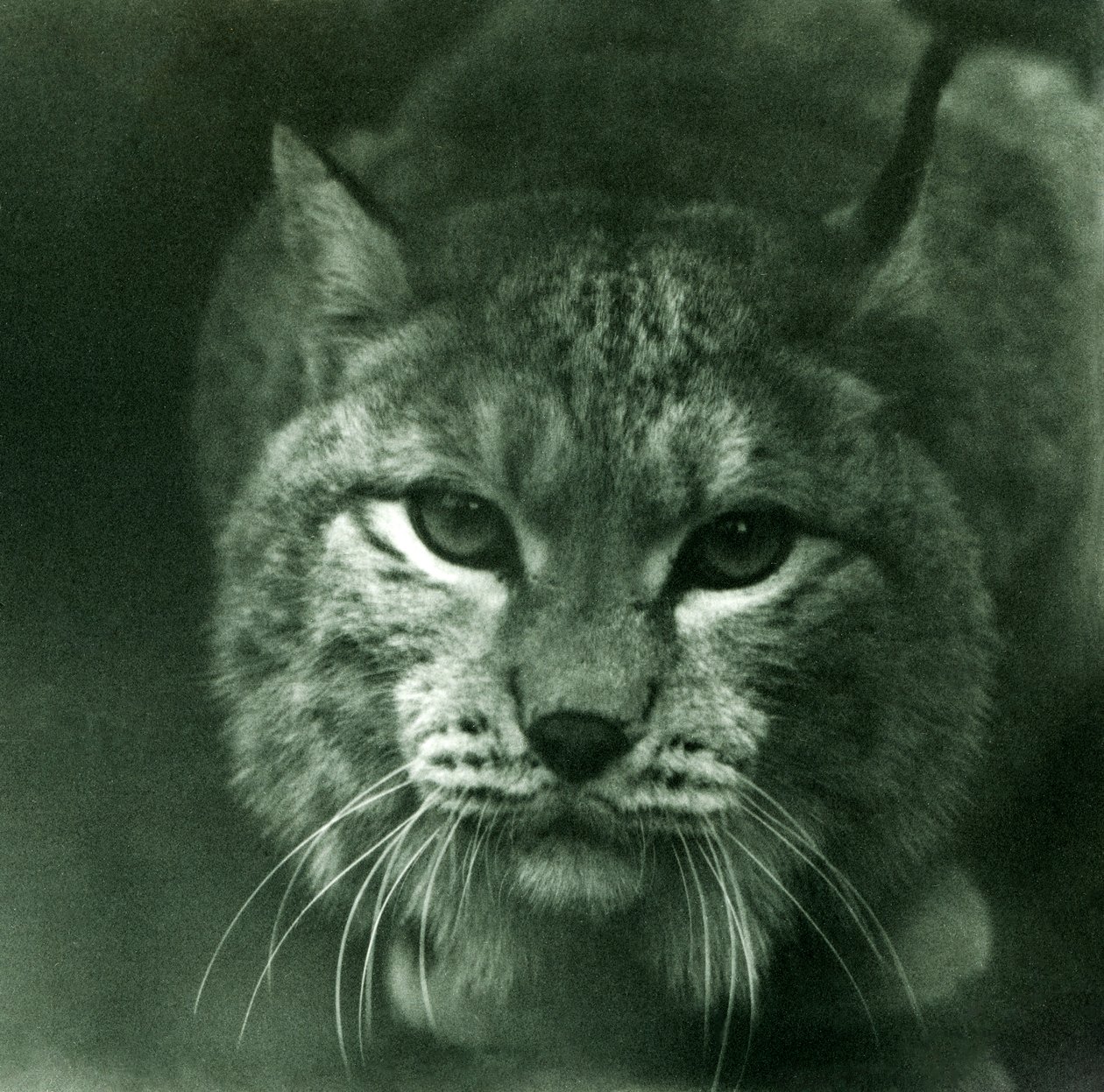 Un lynx boréal, Zoo de Londres, février 1925 - Frederick William Bond