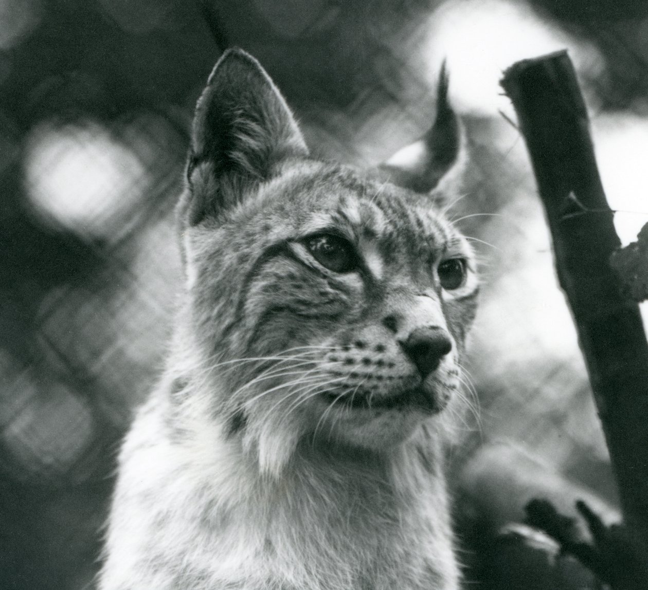 Un lynx boréal au Zoo de Londres, juillet 1925 - Frederick William Bond