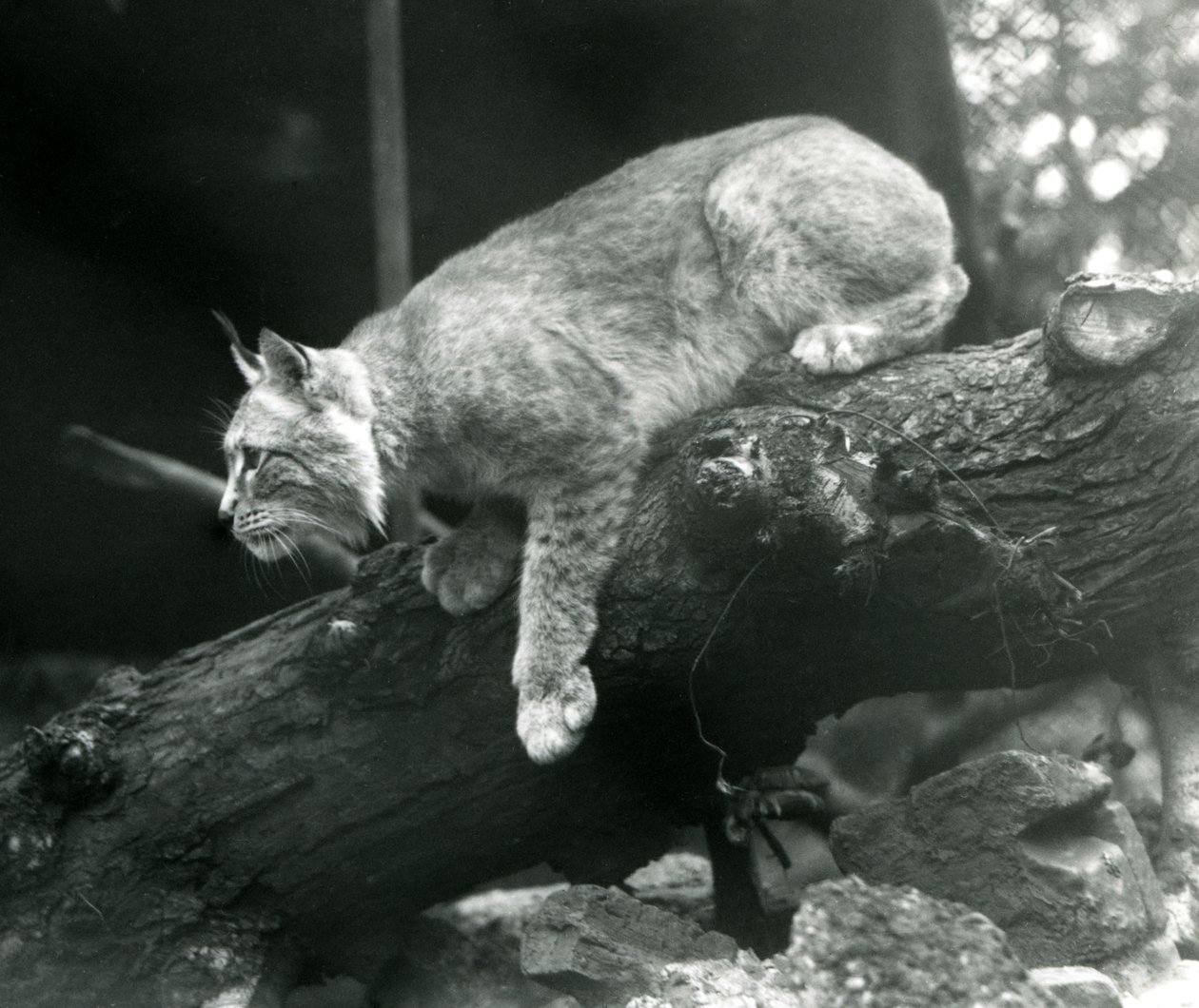 Un lynx boréal penché depuis une branche, Zoo de Londres, octobre 1925 - Frederick William Bond