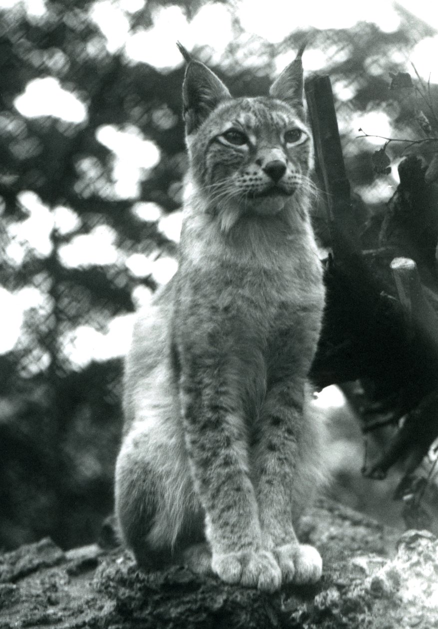 Un lynx boréal assis au Zoo de Londres, juillet 1925 - Frederick William Bond