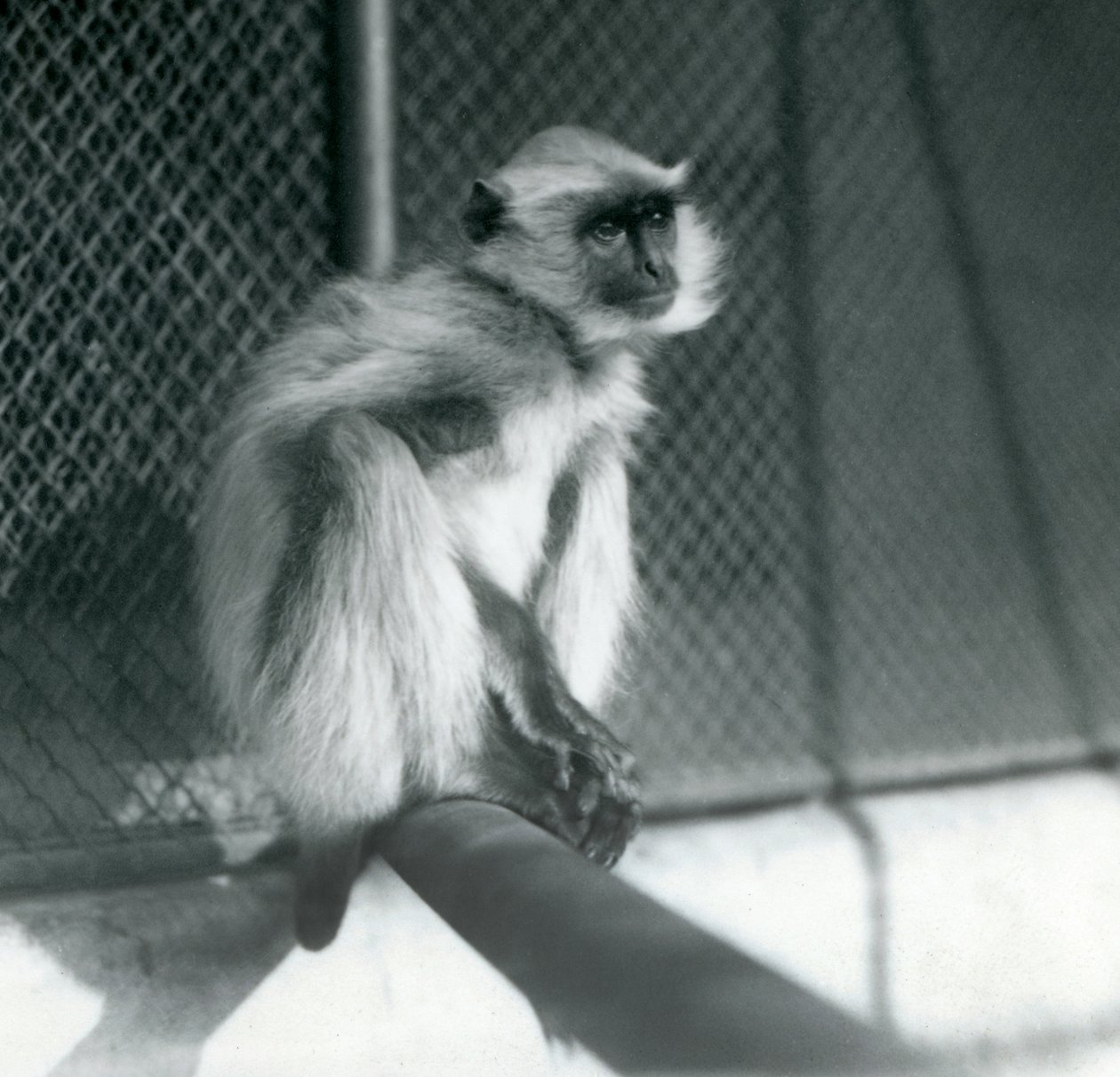 Un langur gris des plaines du Nord assis sur un perchoir dans son enclos au zoo de Londres en 1928 - Frederick William Bond