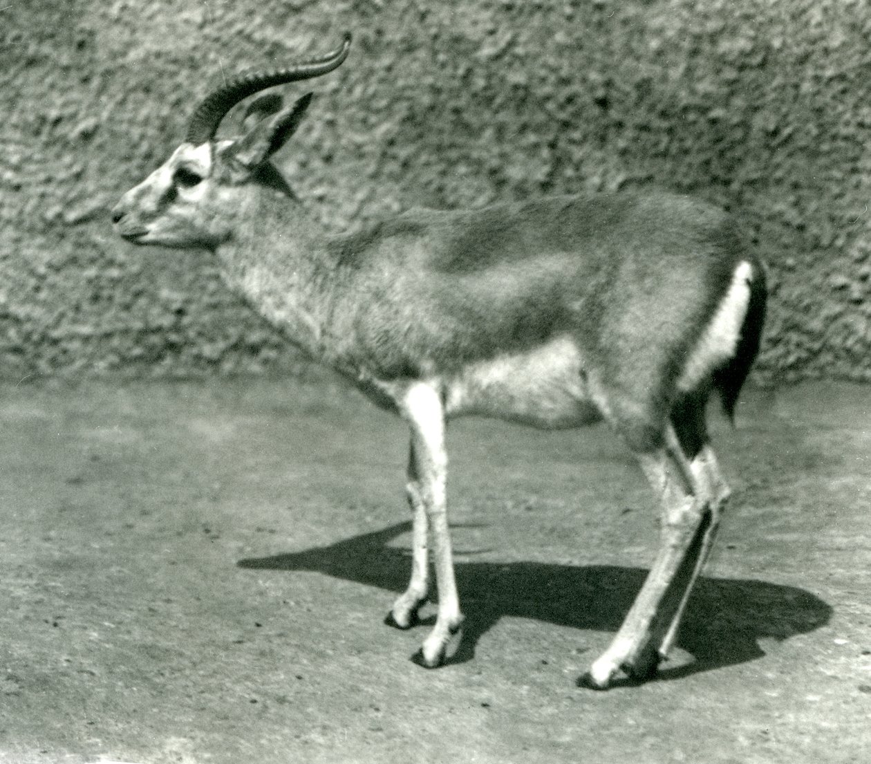 Une gazelle persane au Zoo de Londres en juin 1925 - Frederick William Bond