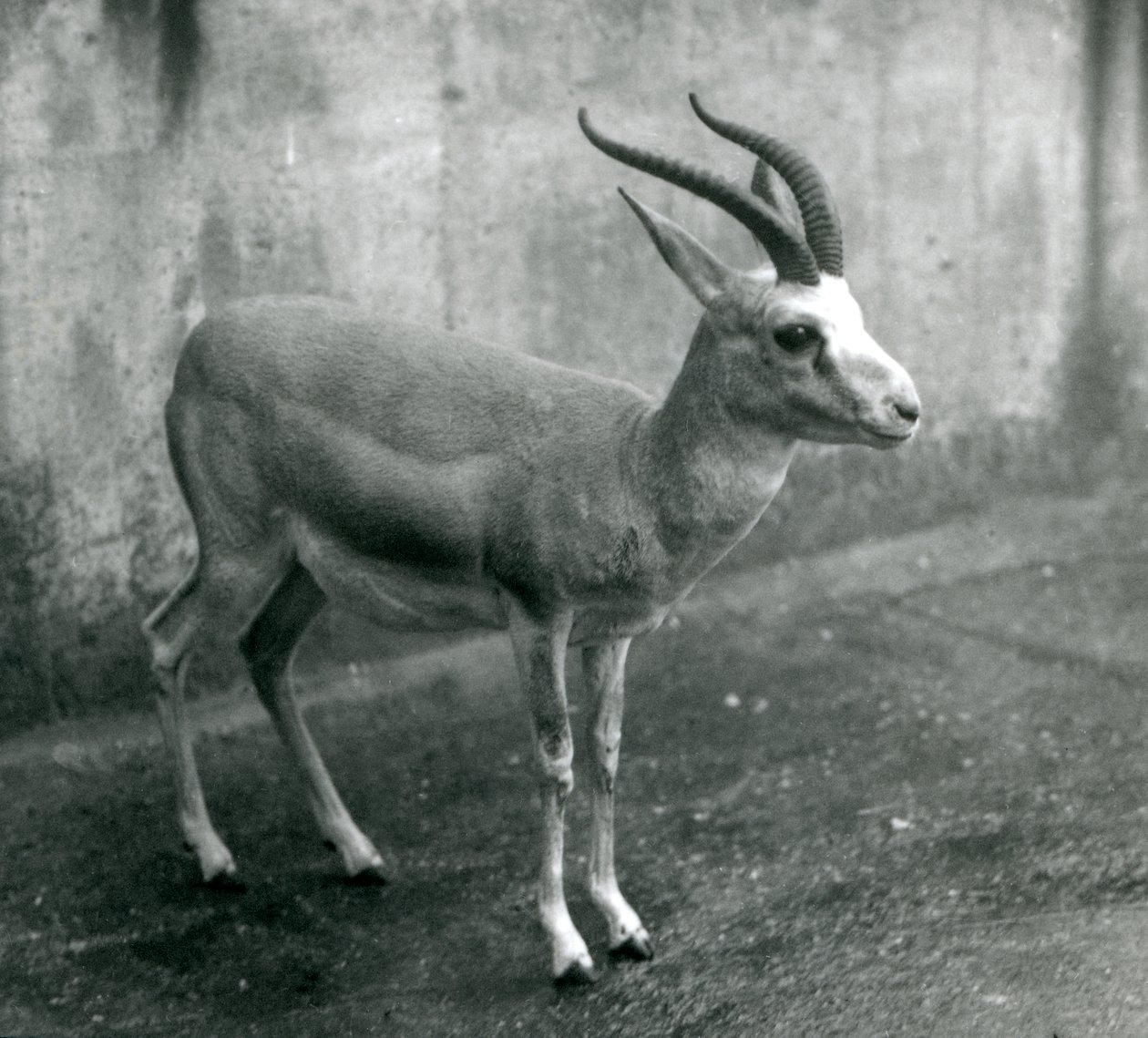 Une gazelle persane, à goitre ou à queue noire au zoo de Londres, août 1927 - Frederick William Bond