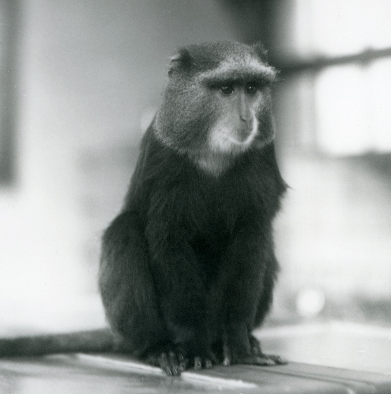 Un singe Pluto, ou singe bleu, assis sur un banc, Zoo de Londres - Frederick William Bond