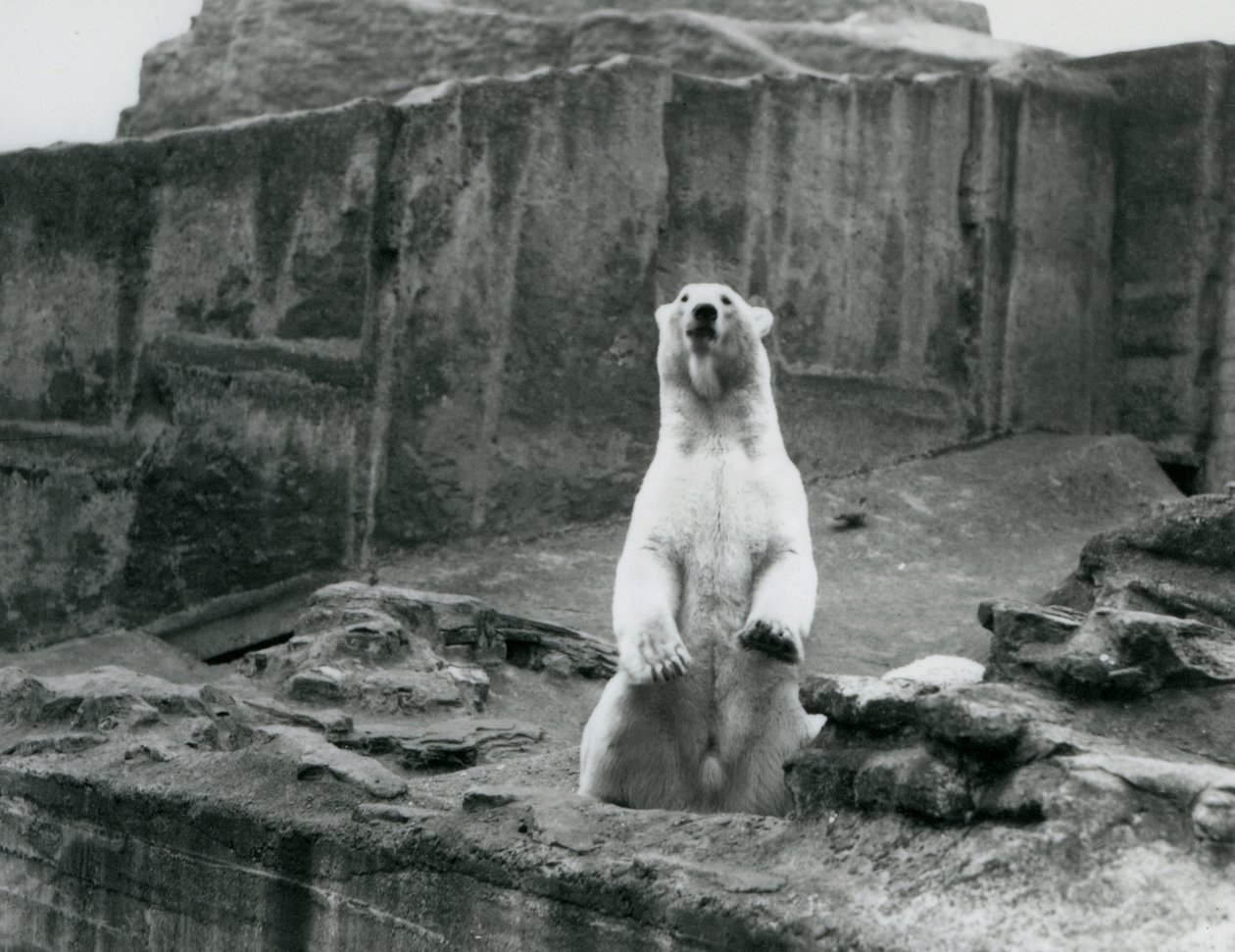 Un ours polaire assis dans son enclos à la base des terrasses Mappin au Zoo de Londres en septembre 1928 - Frederick William Bond