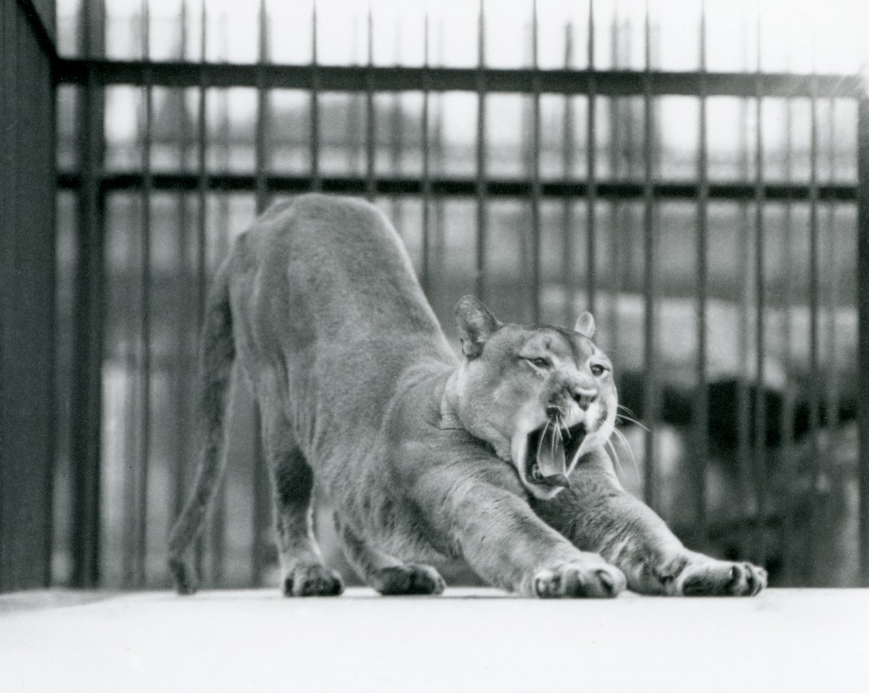 Un puma bâillant et s