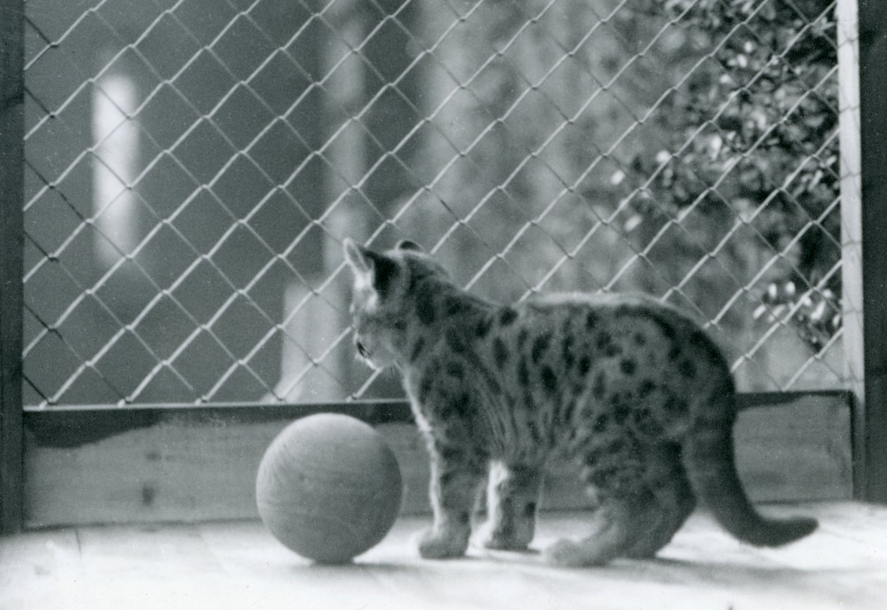 Un chaton puma avec une balle, regardant hors de son enclos, Zoo de Londres, 1923 - Frederick William Bond