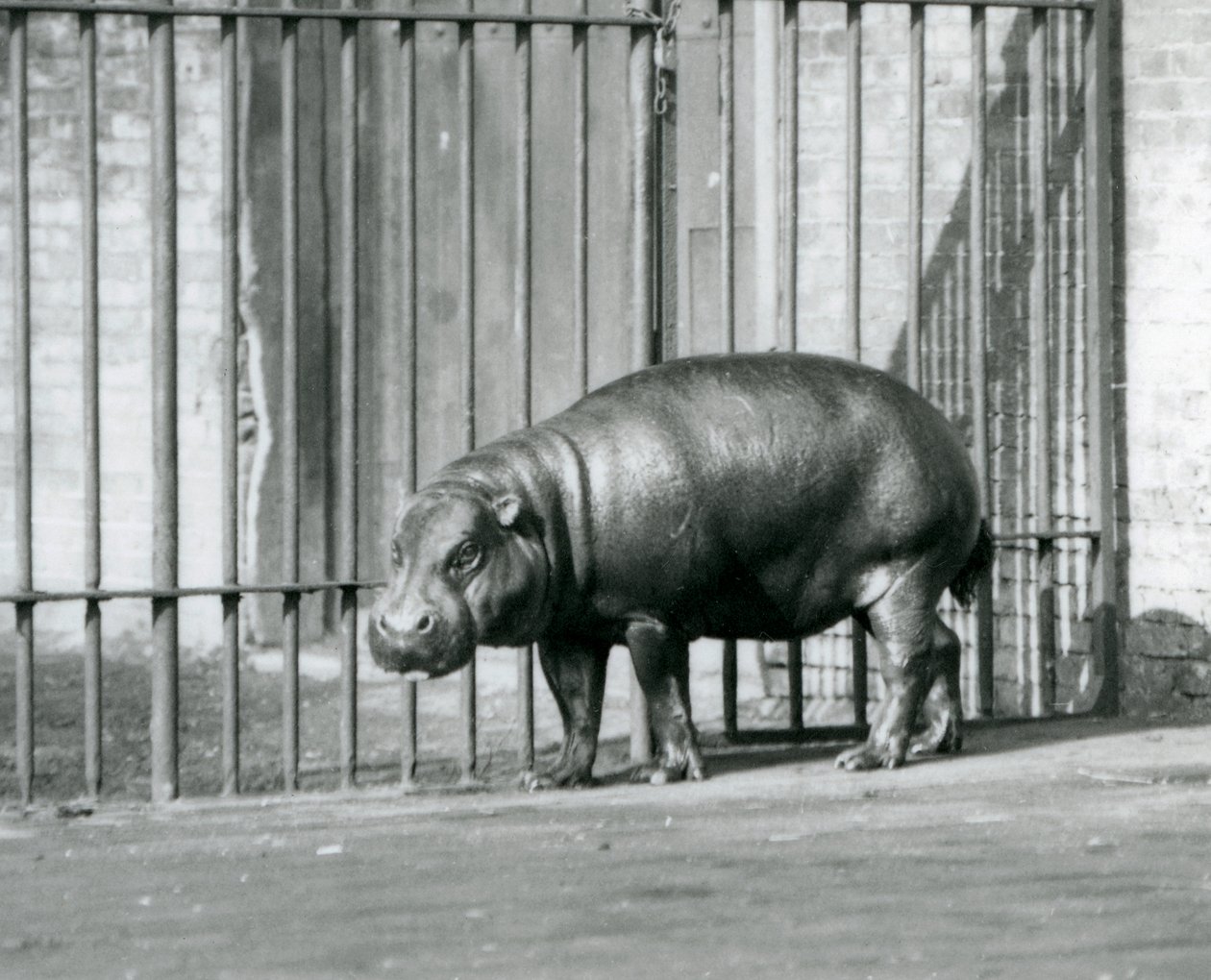 Un Hippopotame Pygmée au Zoo de Londres en 1927 - Frederick William Bond