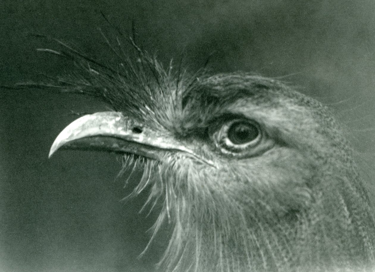 Un cariama huppé au Zoo de Londres, 1924 - Frederick William Bond