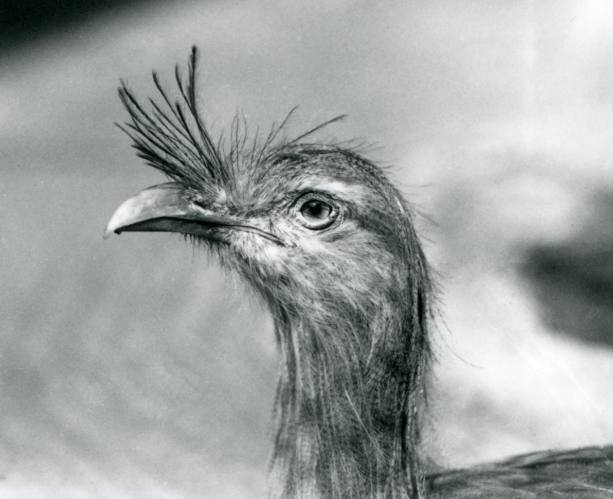 Un Seriema à pattes rouges au Zoo de Londres en 1929 (photo n/b) - Frederick William Bond