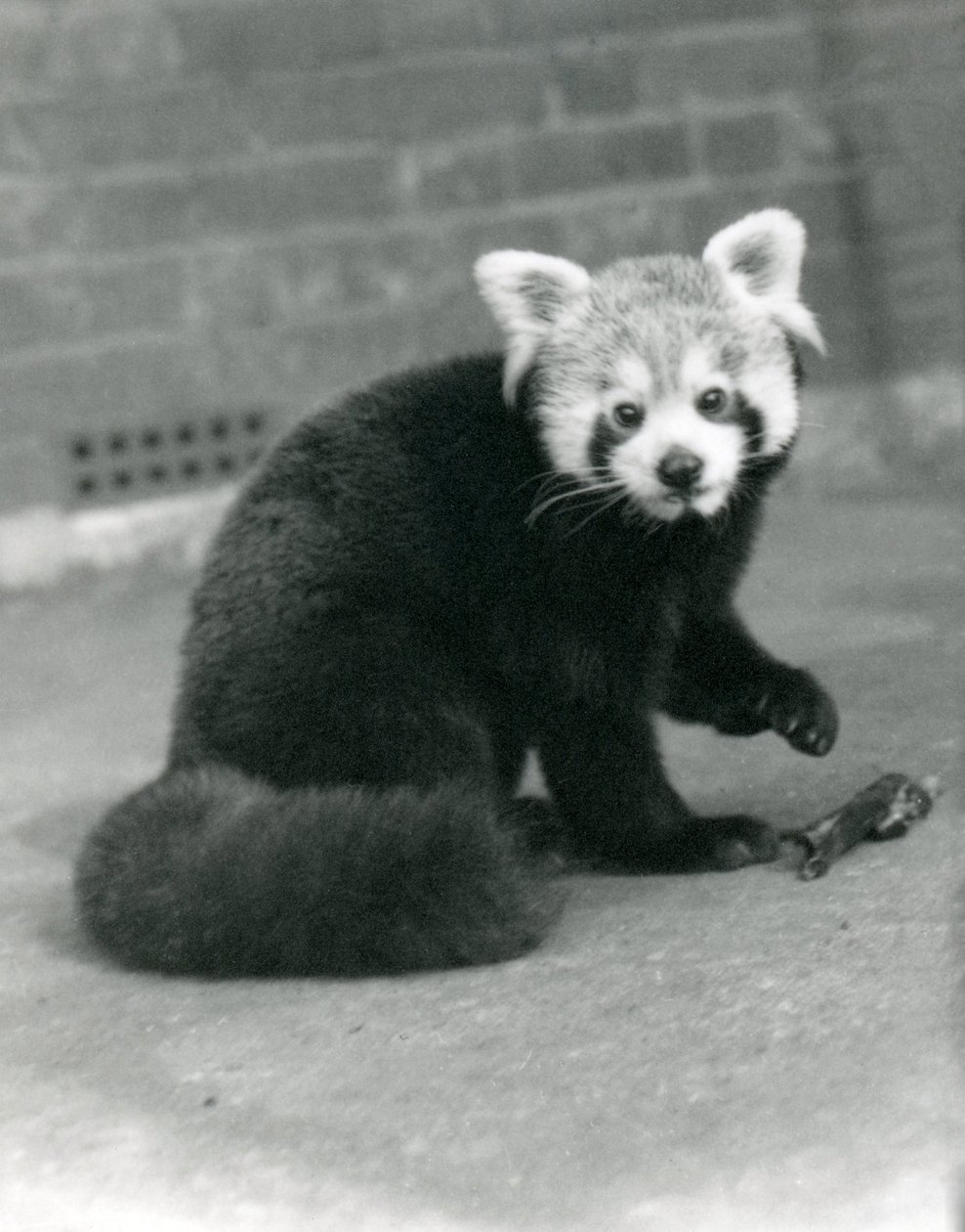 Un panda roux assis au zoo de Londres, 1917 - Frederick William Bond