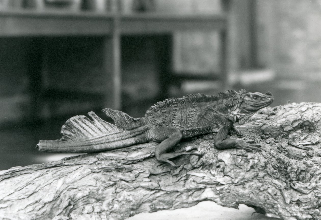 Un lézard à voile, avec une queue endommagée, reposant sur une bûche au Zoo de Londres en 1928 (photo n/b) - Frederick William Bond