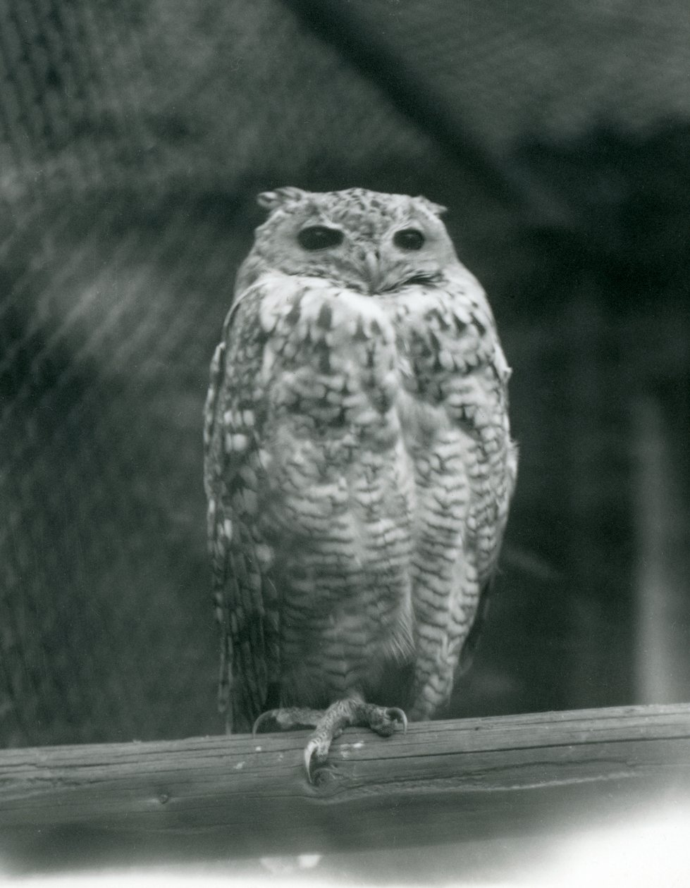 Un hibou grand-duc de Savigny reposant sur une branche au Zoo de Londres, septembre 1925 - Frederick William Bond