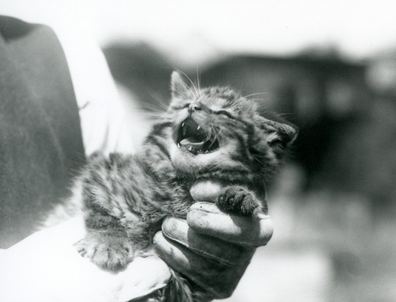 Un chat sauvage écossais tenu dans les mains de son gardien, zoo de Londres - Frederick William Bond