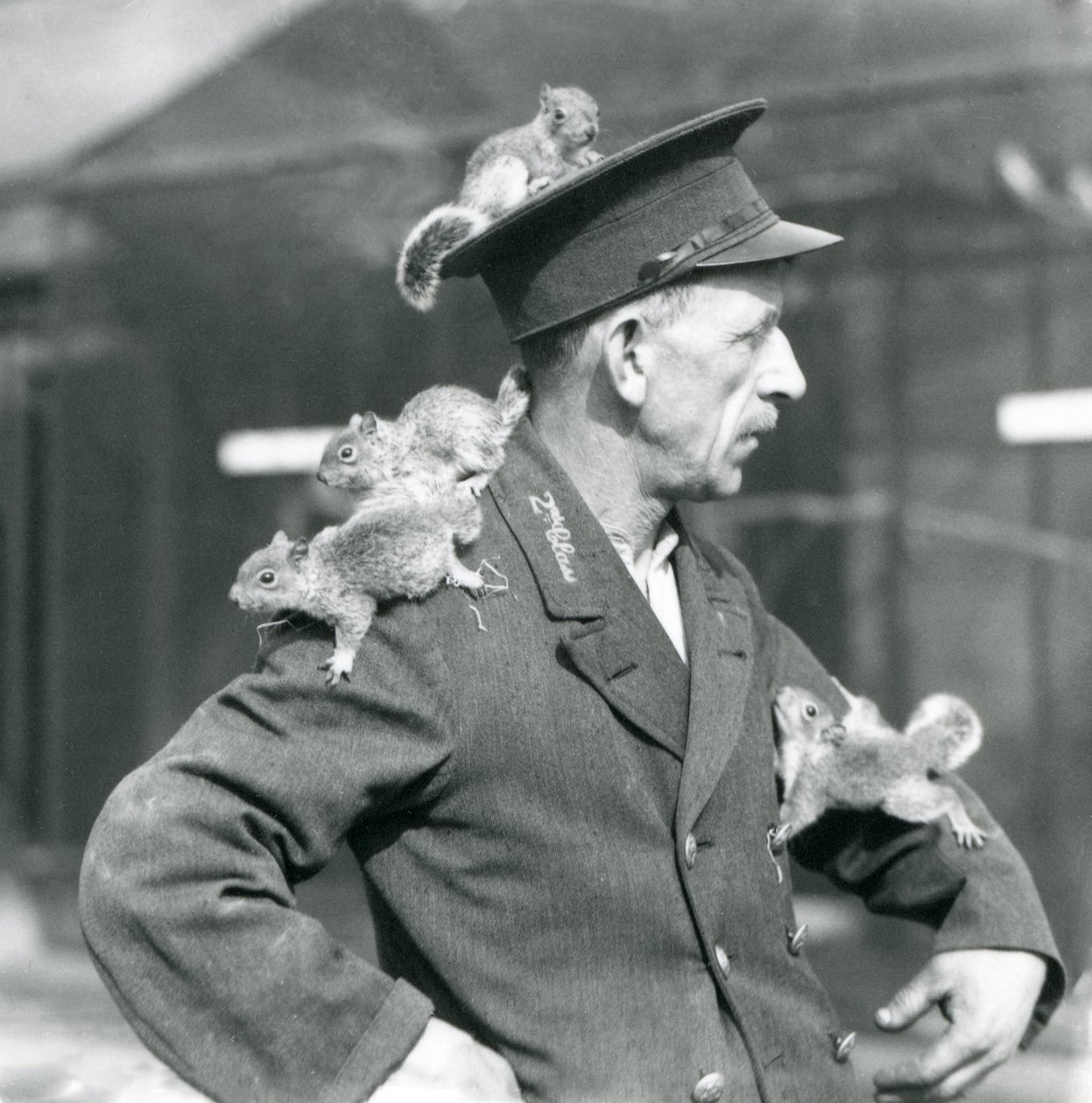Un gardien de deuxième classe avec quatre jeunes écureuils gris grimpant sur son chapeau et sa veste, zoo de Londres - Frederick William Bond