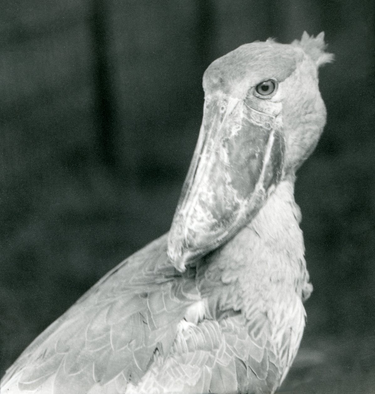 Un bec-en-sabot, Zoo de Londres, juillet 1926 - Frederick William Bond