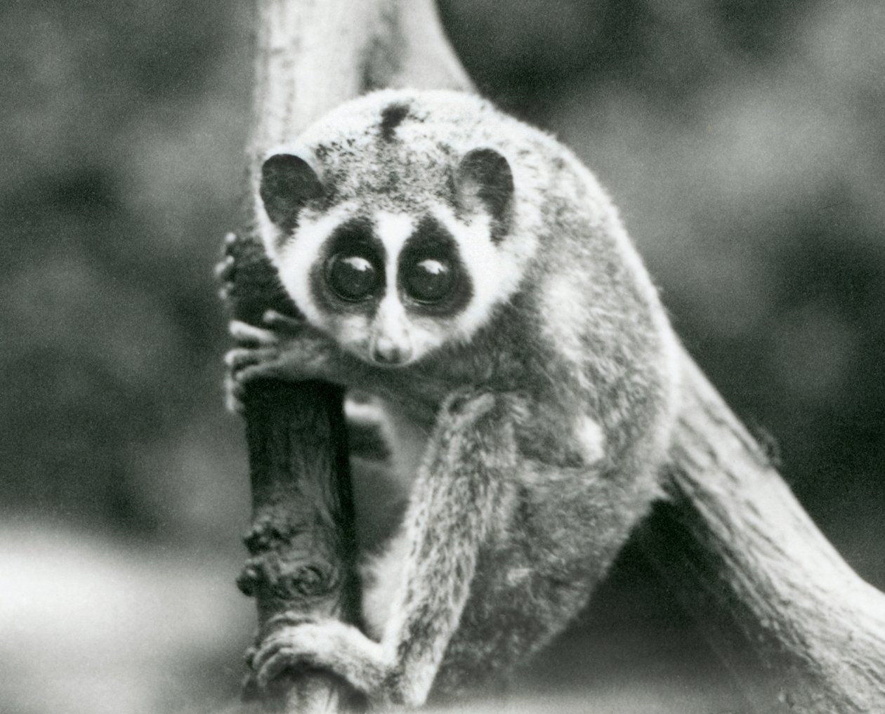 Un loris mince regardant vers le bas depuis une branche, zoo de Londres, août 1926 - Frederick William Bond