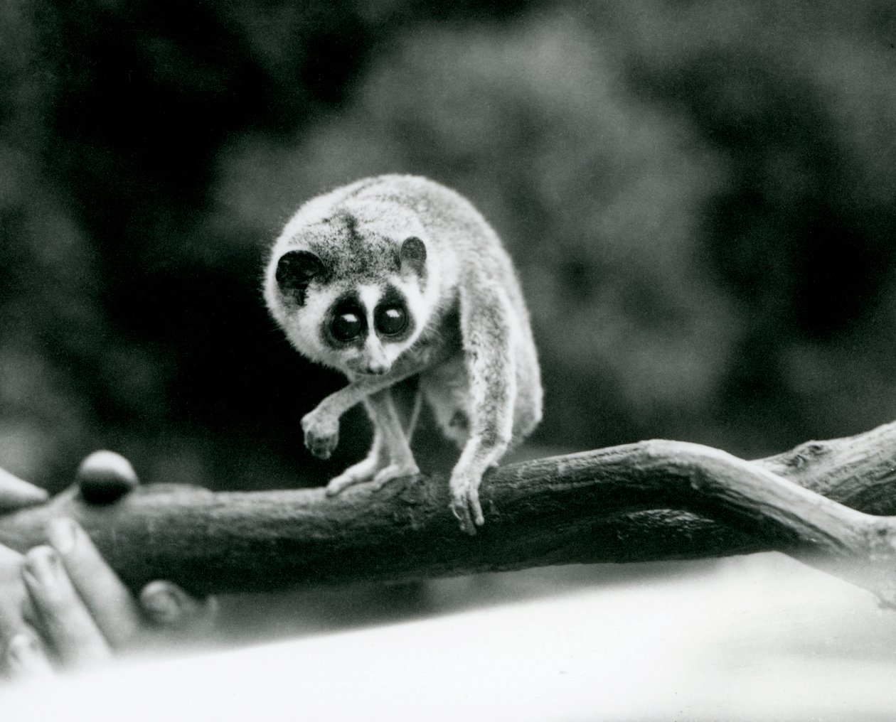 Un loris mince regardant vers le bas depuis une branche tenue dans les mains d