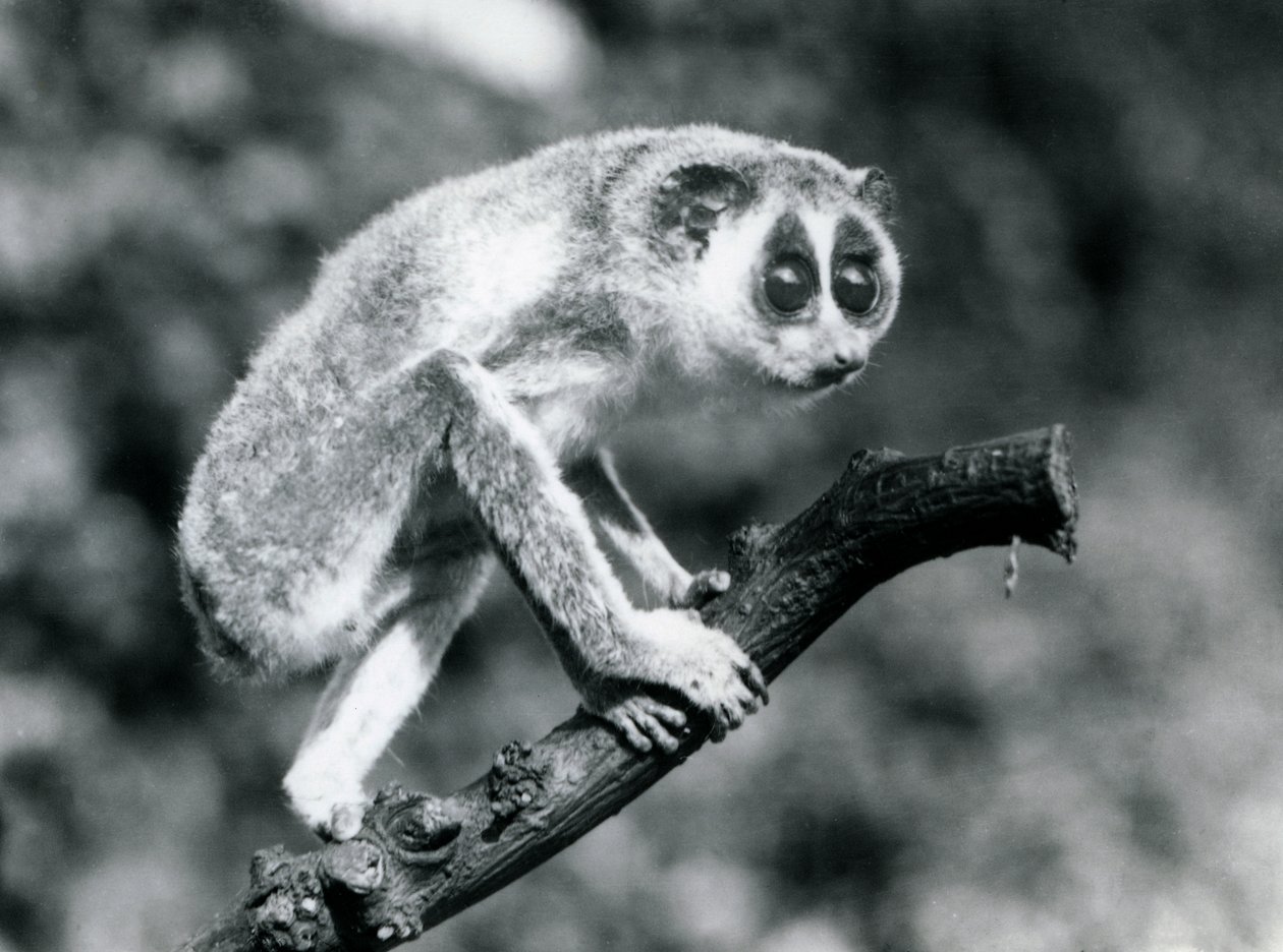 Un loris mince marchant sur une branche, Zoo de Londres, août 1926 - Frederick William Bond