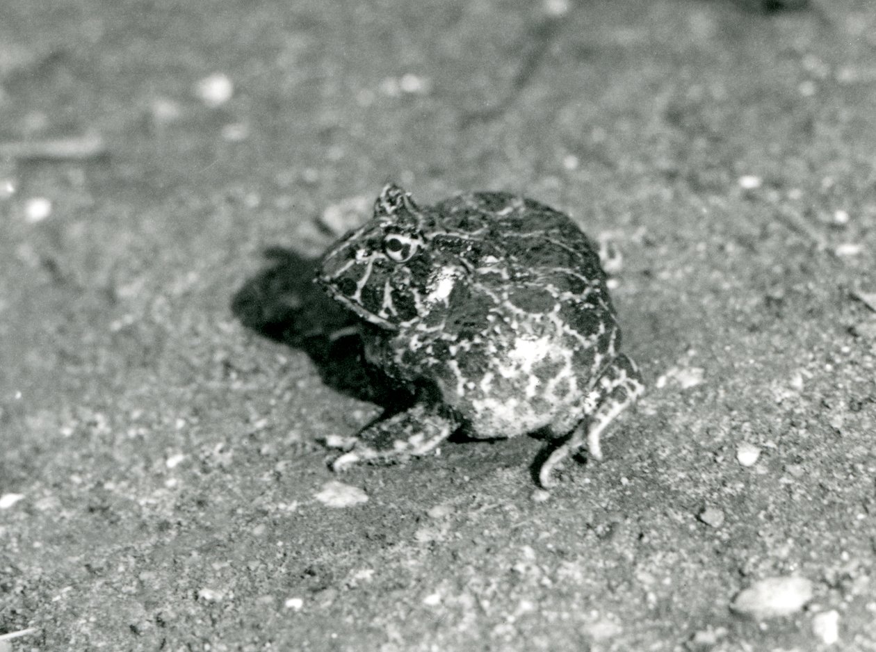 Une grenouille cornue sud-américaine, Zoo de Londres, décembre 1925 - Frederick William Bond