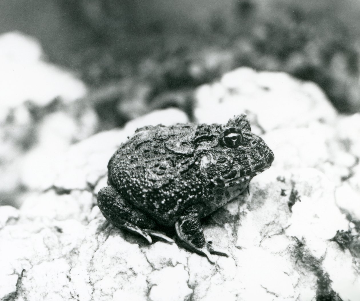 Une grenouille cornue sud-américaine sur un rocher, zoo de Londres, août 1928 - Frederick William Bond