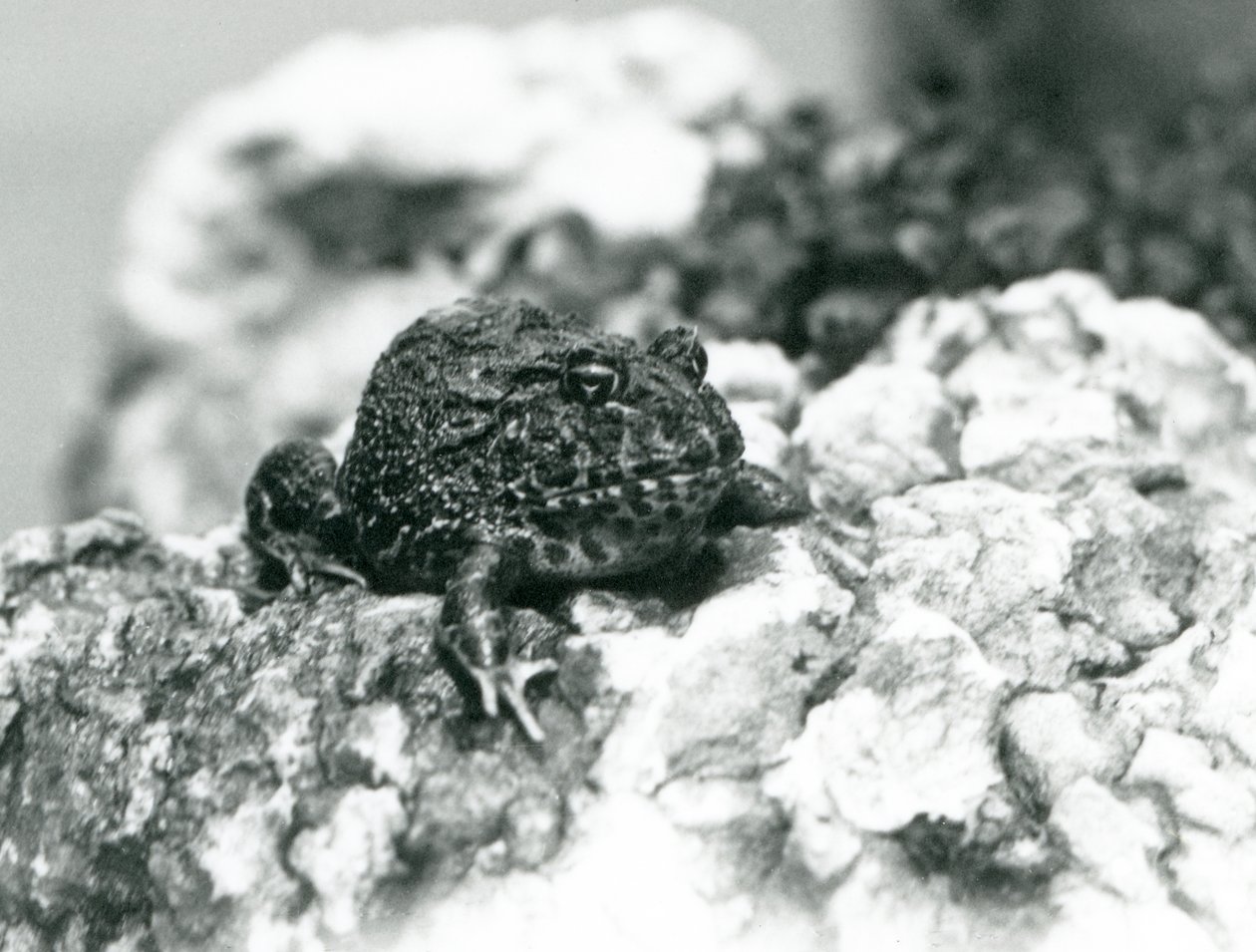 Une grenouille cornue d