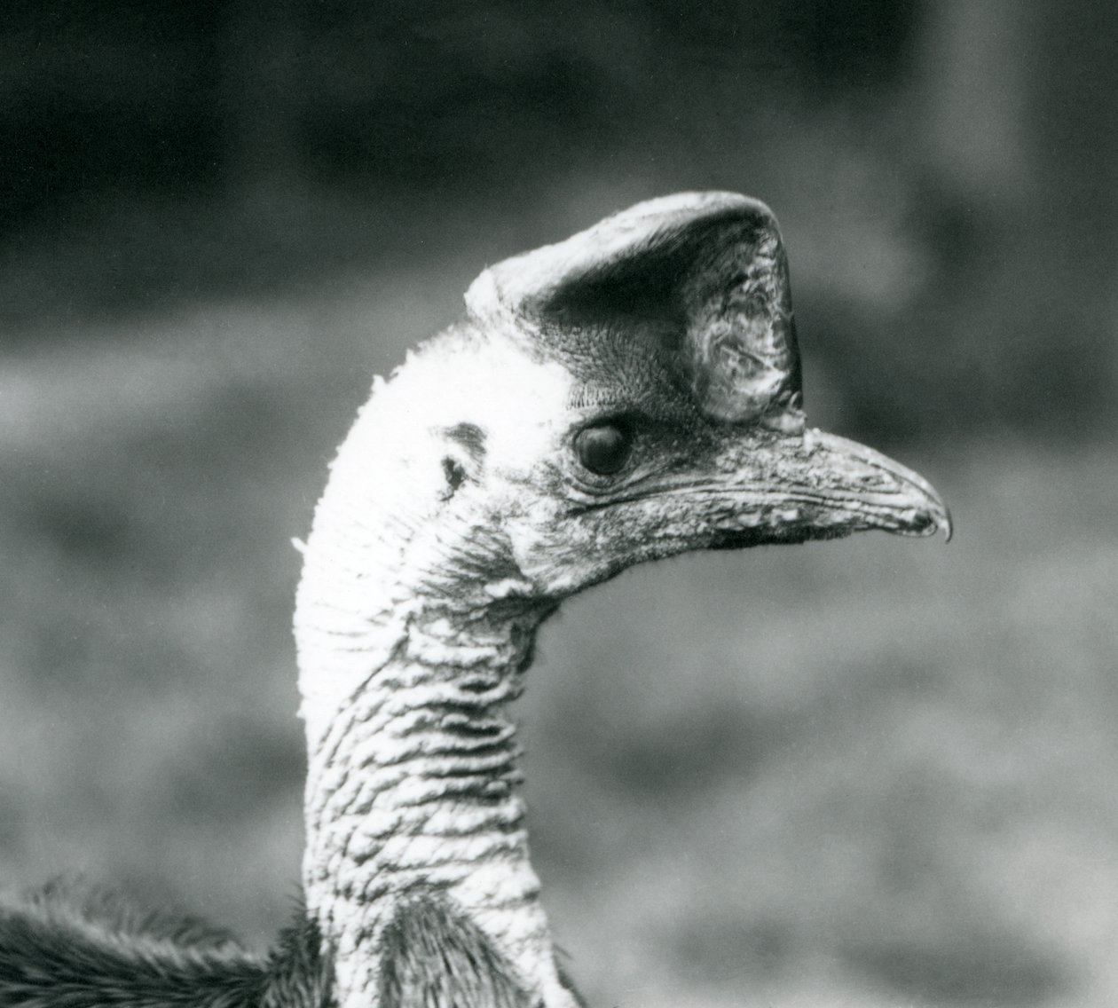 Un casoar austral au Zoo de Londres, juin 1925 - Frederick William Bond