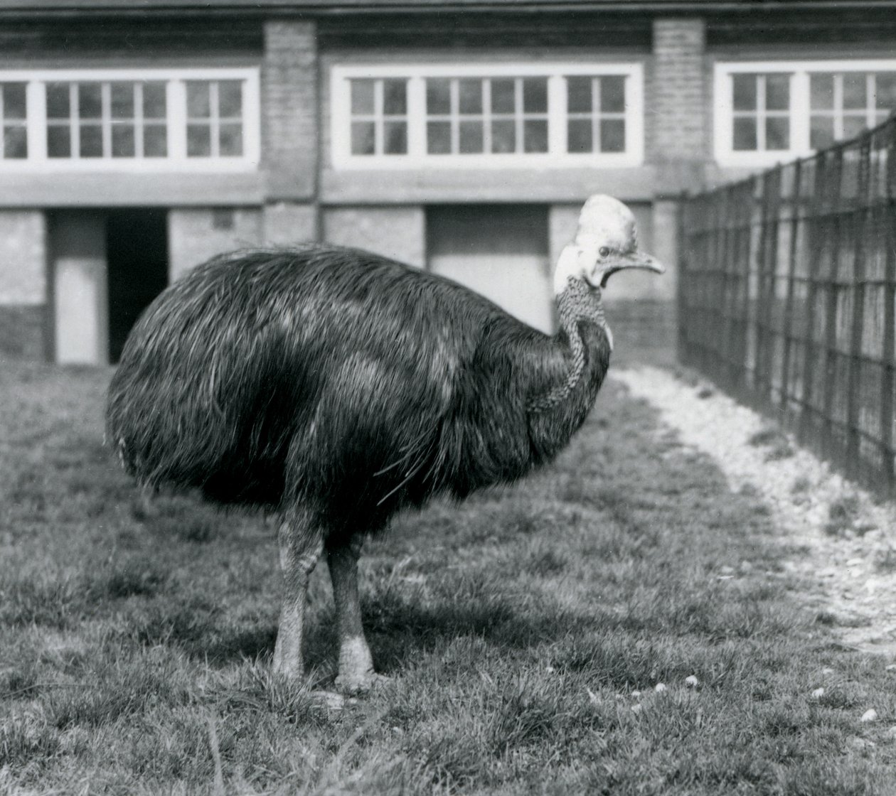 Un casoar austral au Zoo de Londres en juin 1925 - Frederick William Bond