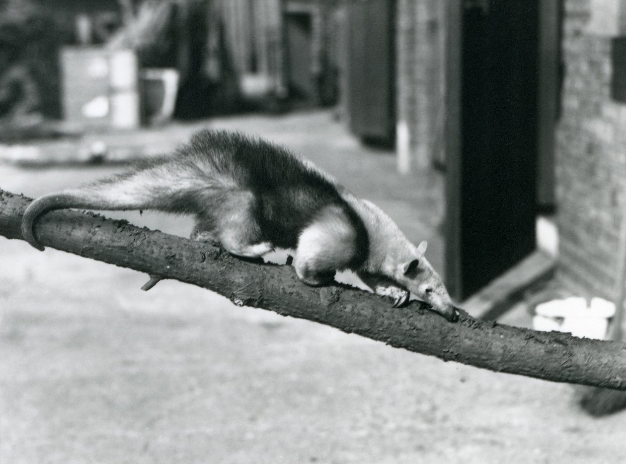 Un tamandua du Sud/ant-eater collier/petit fourmilier, marchant le long d