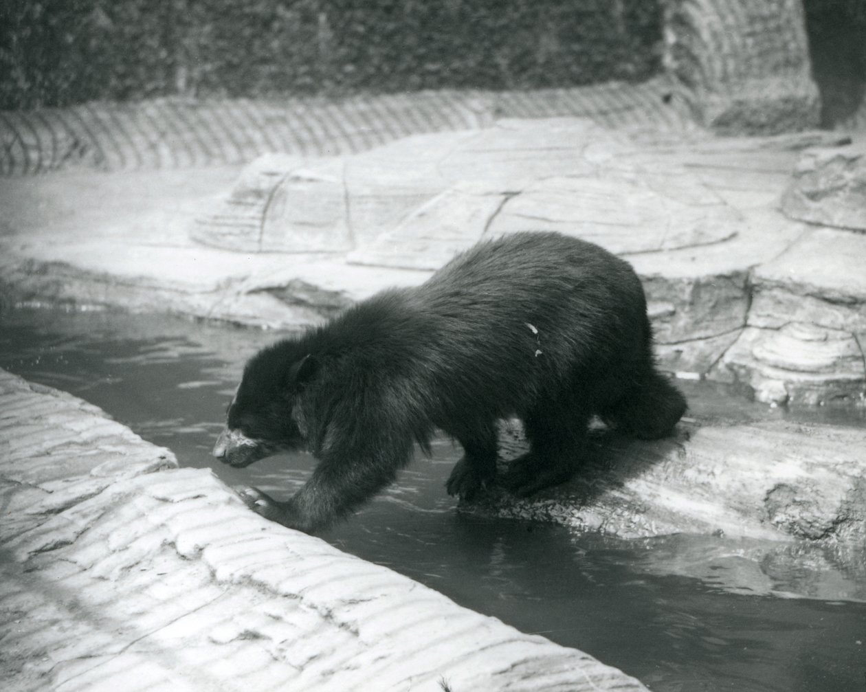 Un ours à lunettes ou ours andin traversant un ruisseau dans son enclos au zoo de Londres, juillet 1925 - Frederick William Bond