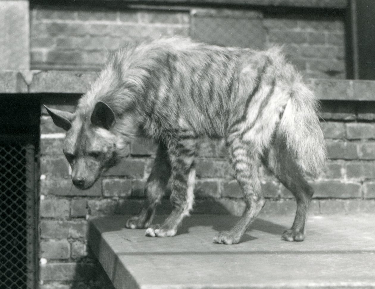 Une hyène rayée debout sur une plateforme dans son enclos au Zoo de Londres, juin 1925 - Frederick William Bond