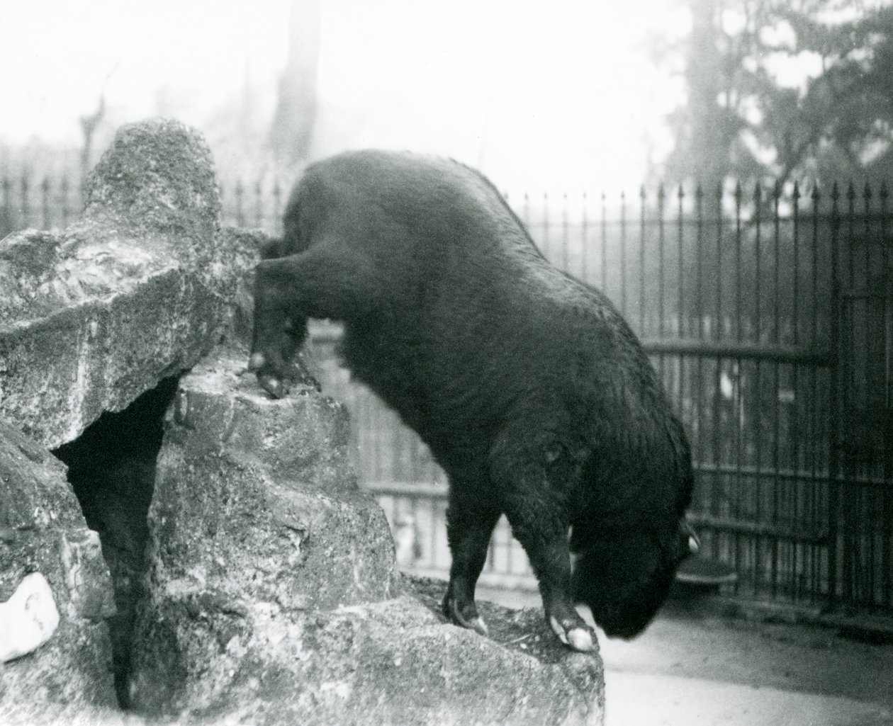 Un takin, également connu sous le nom de chamois de bétail ou de chèvre gnou, descendant des rochers, zoo de Londres - Frederick William Bond