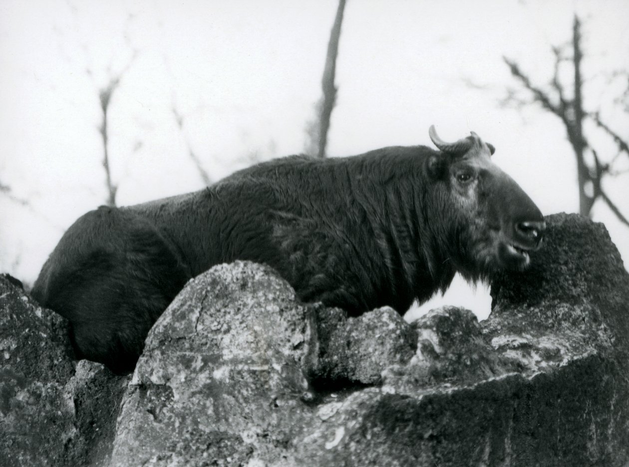 Un takin, également connu sous le nom de chamois de bétail ou chèvre gnou, reposant sur un rocher, Zoo de Londres, 1925 - Frederick William Bond