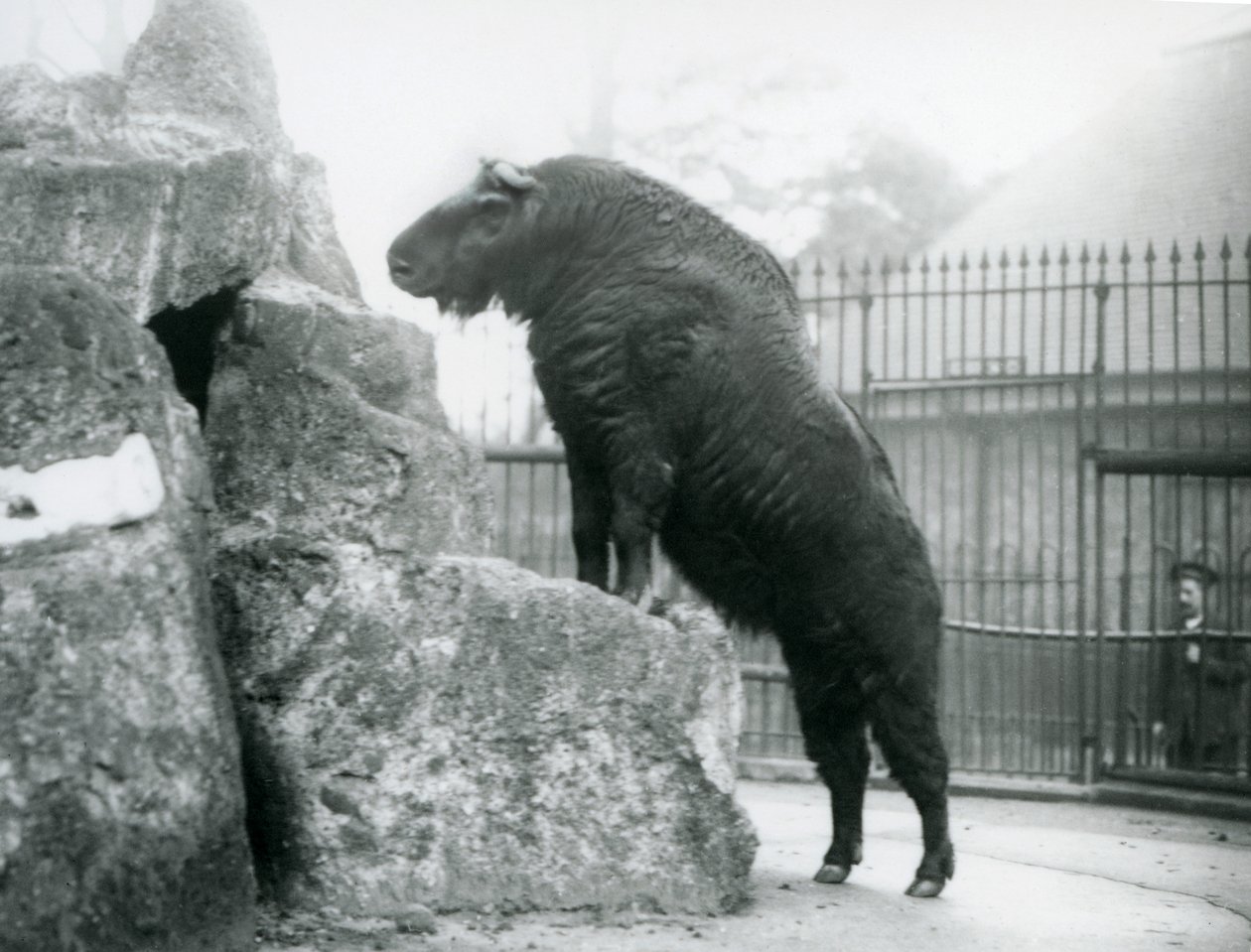 Un takin, également connu sous le nom de chamois de bétail ou de chèvre gnou, debout avec ses pattes avant reposant sur un rocher, Zoo de Londres - Frederick William Bond