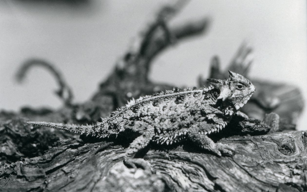 Un lézard cornu du Texas reposant sur une bûche au zoo de Londres en septembre 1928 - Frederick William Bond