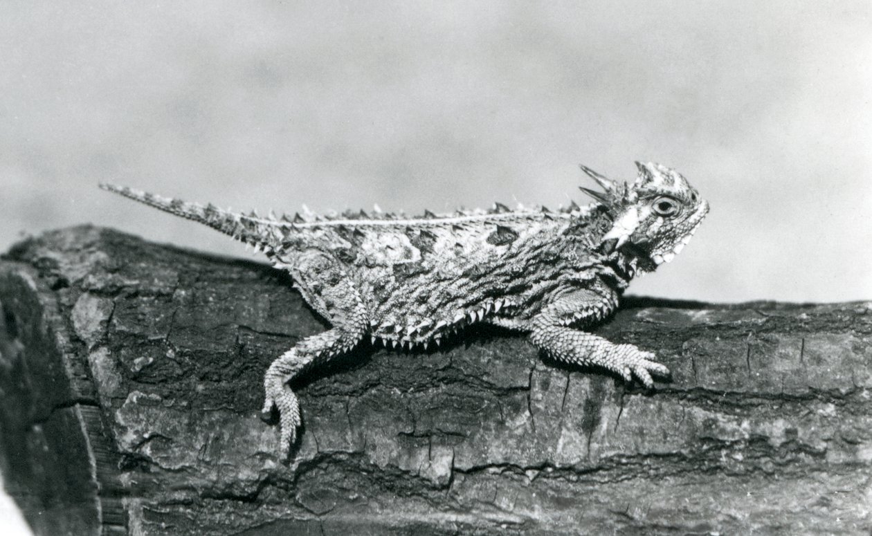 Un lézard cornu du Texas/Horned Toad/Horny Toad reposant sur une bûche au Zoo de Londres en août 1928 (photo n/b) - Frederick William Bond