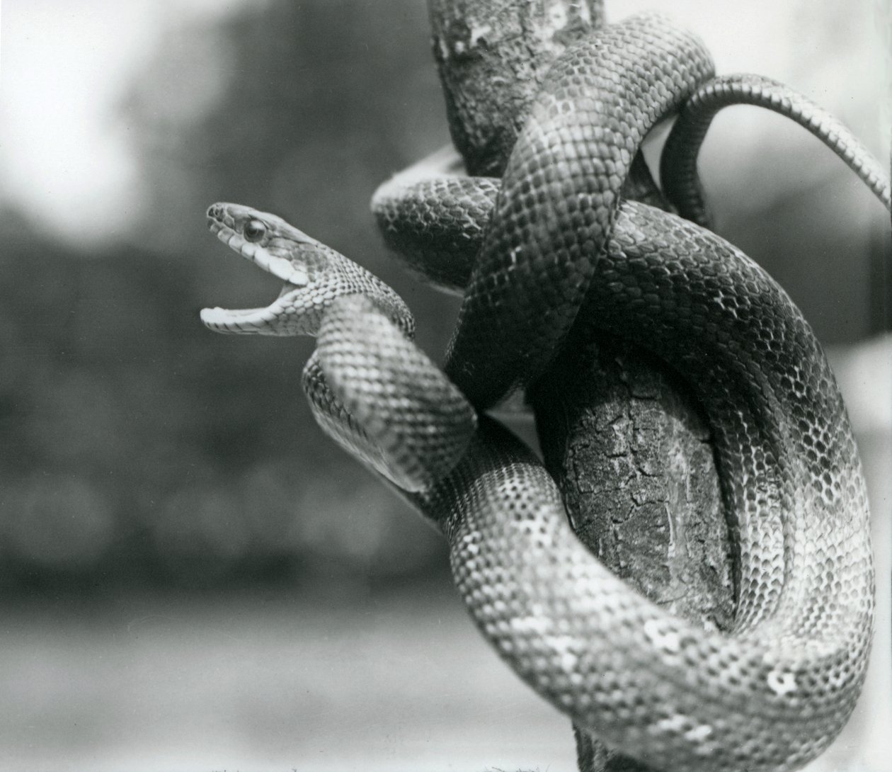 Un serpent rat du Texas bâillant, enroulé autour d