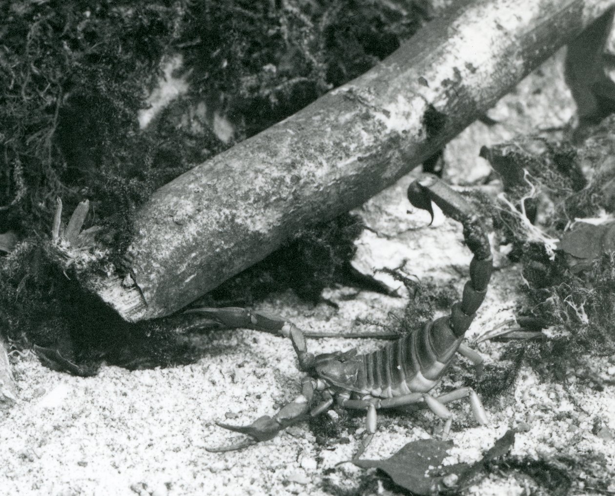 Un scorpion du Texas au zoo de Londres en 1928 - Frederick William Bond