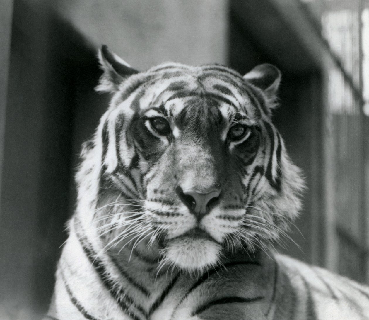 Un tigre au Zoo de Londres en juillet 1924 - Frederick William Bond
