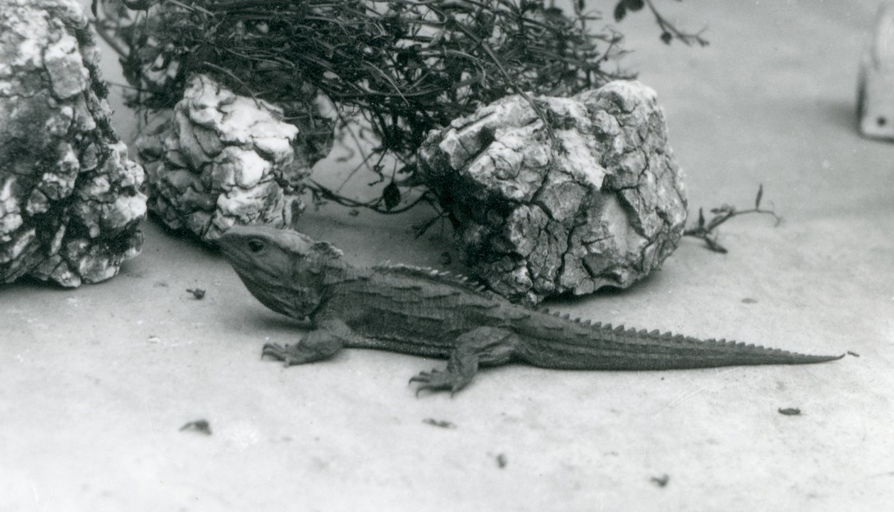 Un tuatara au zoo de Londres en 1927 - Frederick William Bond