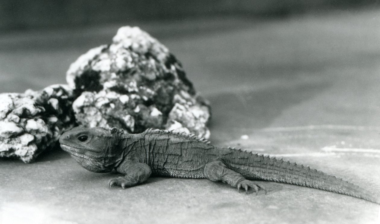Un tuatara devant un rocher, zoo de Londres en 1928 - Frederick William Bond