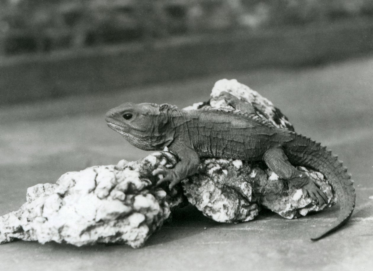 Un Tuatara, allongé sur un rocher, au Zoo de Londres en 1929 (photo n/b) - Frederick William Bond
