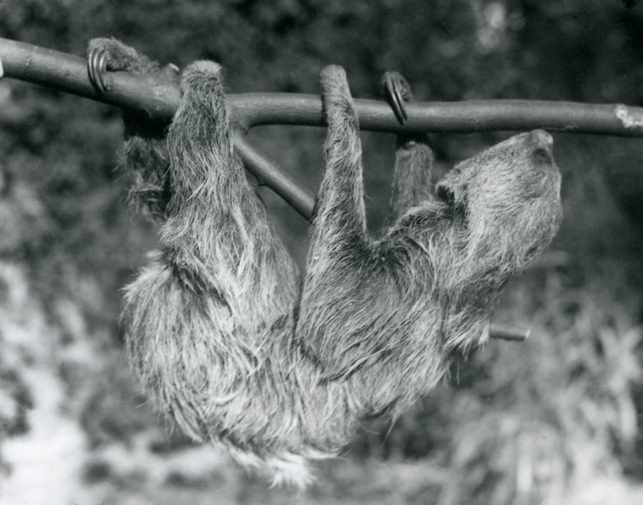 Un paresseux à deux doigts suspendu à une branche coupée, zoo de Londres, 1927 - Frederick William Bond