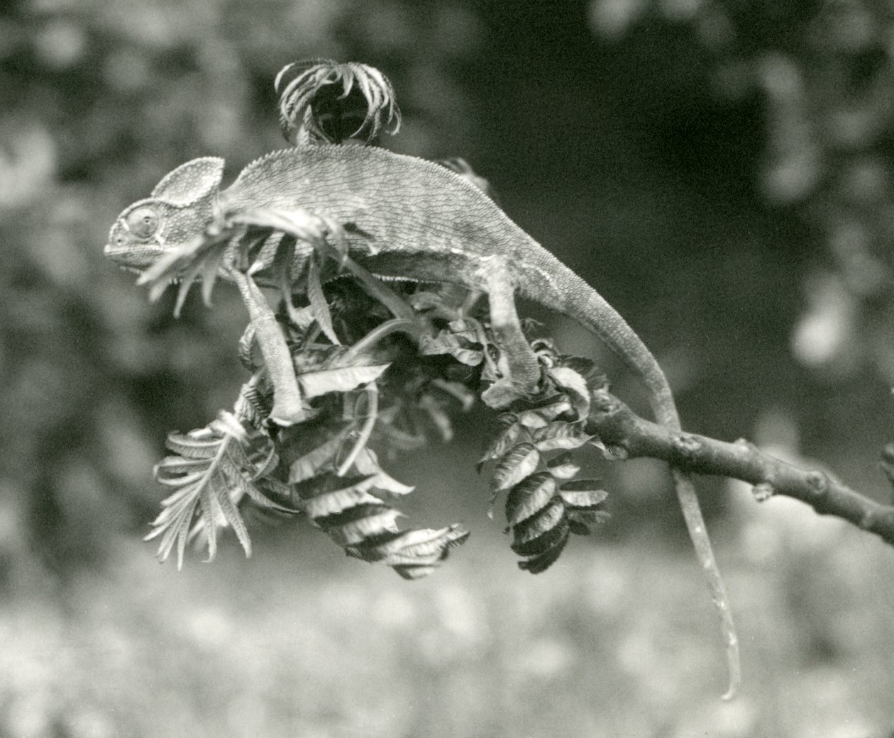 Un caméléon voilé ou du Yémen au bout d